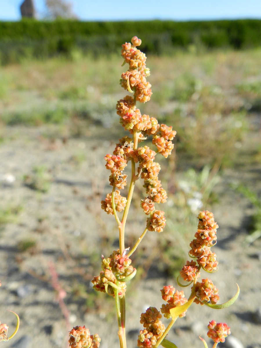 Chenopodium berlandieri